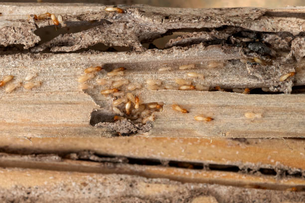 Best Pest Control Near Me  in Nth Plains, OR